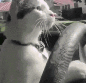 cat meme
