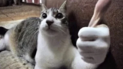 cat meme