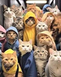 cat meme