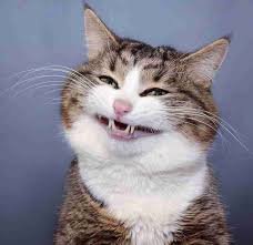 cat meme