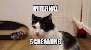 cat meme
