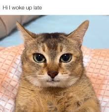 cat meme