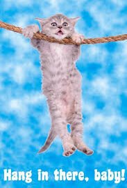 cat meme