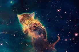 cat meme