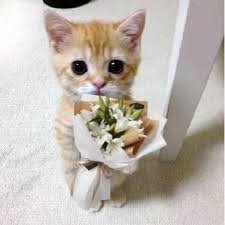 cat meme