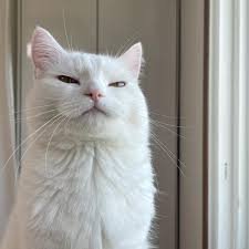 cat meme