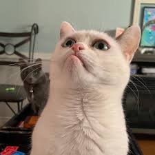 cat meme