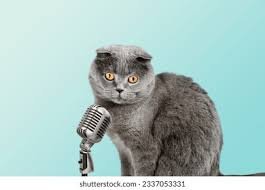 cat meme