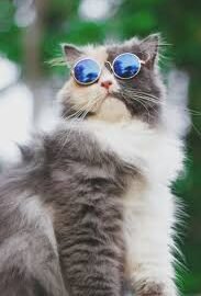 cat meme