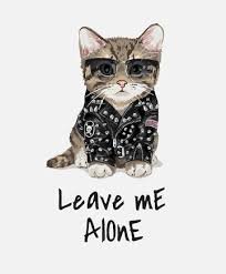 cat meme