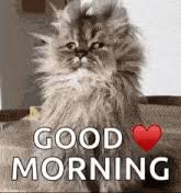cat meme