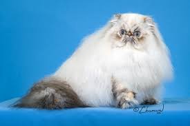 cat meme