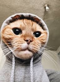 cat meme