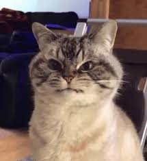cat meme