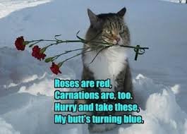 cat meme