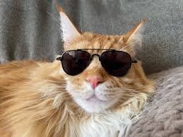 cat meme