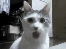 cat meme