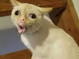 cat meme