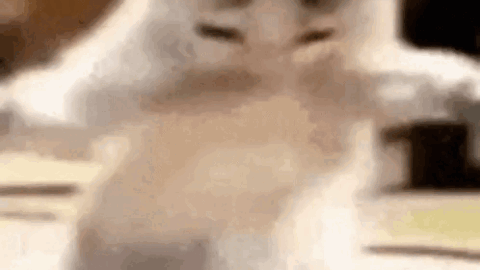 cat meme