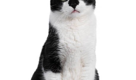 cat meme