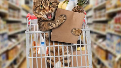 cat meme