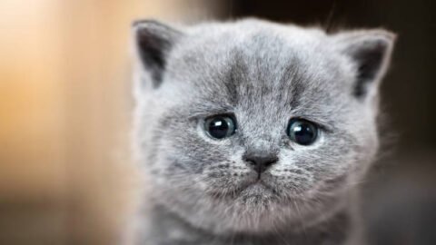cat meme