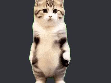cat meme