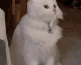 cat meme