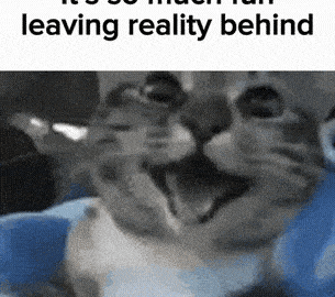 cat meme