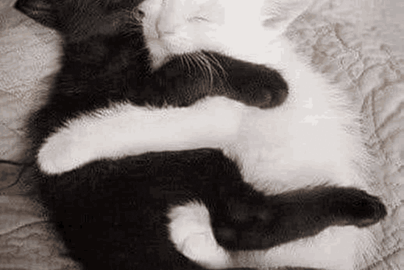 cat meme