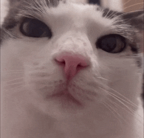 cat meme