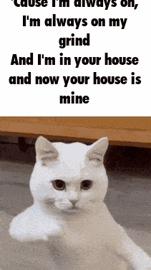 cat meme