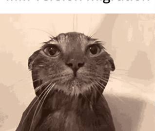 cat meme
