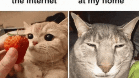 cat meme