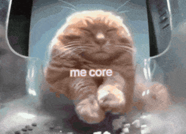 cat meme