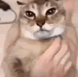 cat meme