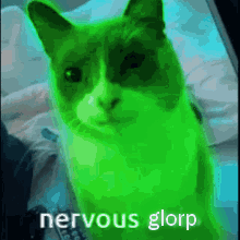 cat meme