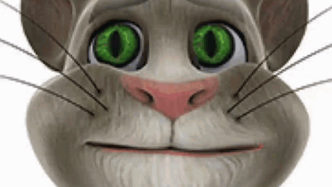 cat meme