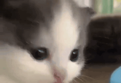 cat meme