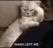 cat meme