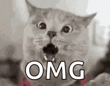 cat meme