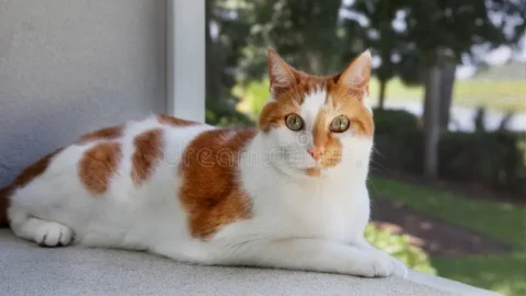 cat meme