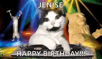 cat meme