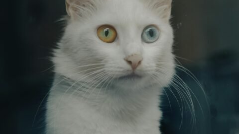 cat meme