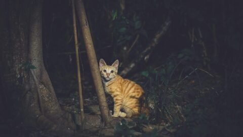 cat meme
