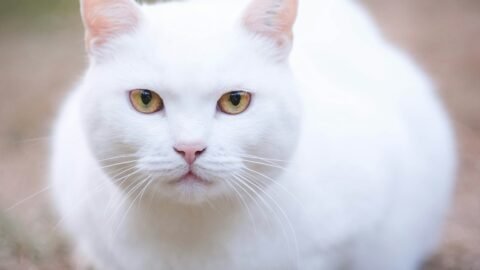 cat meme