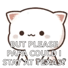 cat meme