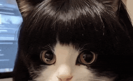 cat meme