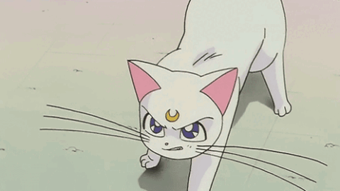 cat meme