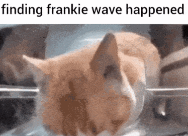 cat meme